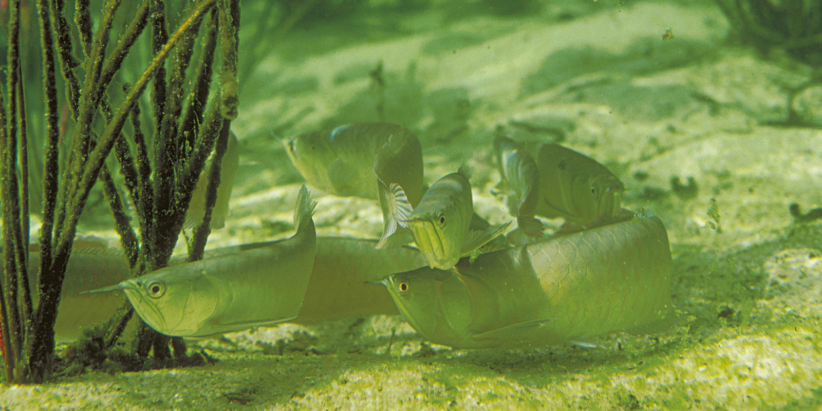 Osteoglossiformes Amazon Waters