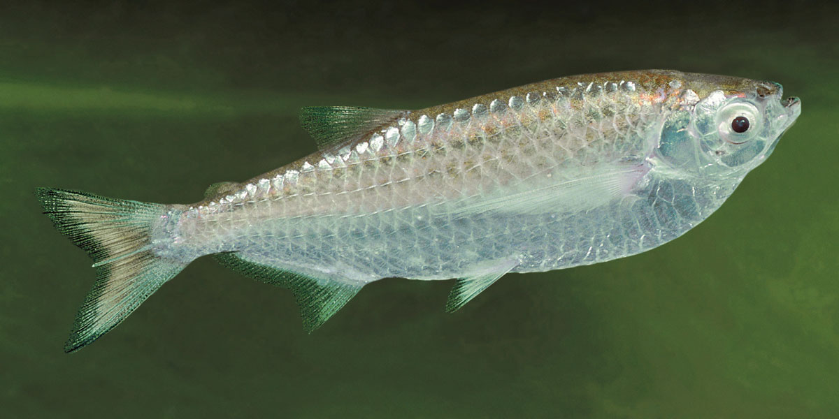 Sardina Amazon Waters