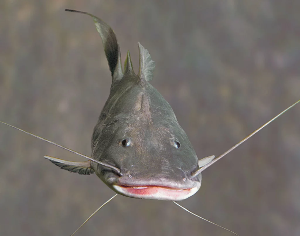 A jornada dos peixes que conecta seis países 1 Conservando la Cuenca Amazónica Aguas Amazonicas