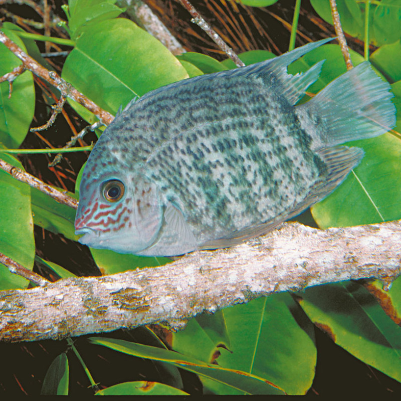 Bujurqui | Amazon Waters