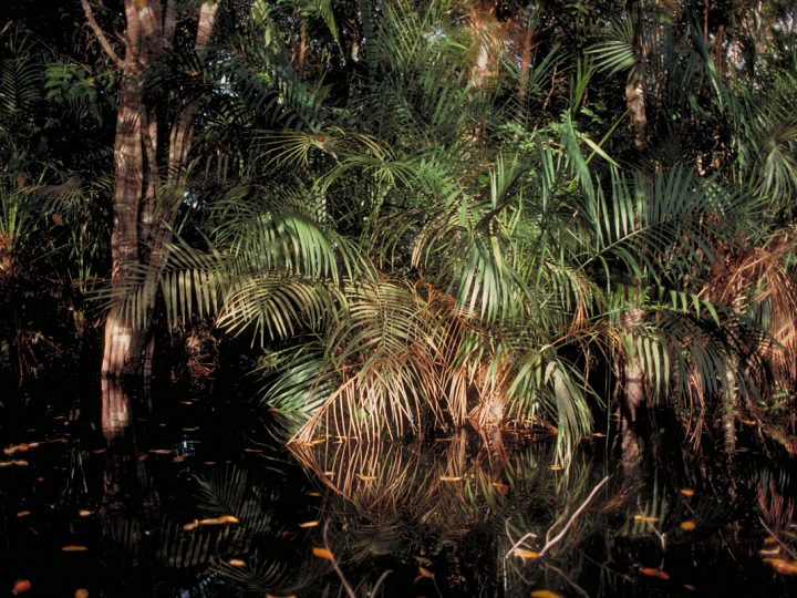 Las turberas de la Amazonía: los humedales menos frecuentes también son los más importantes en cuanto al carbono