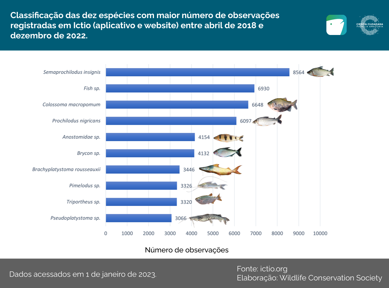 Ictio ultrapassa 100 mil observações 5 Conservando la Cuenca Amazónica Aguas Amazonicas