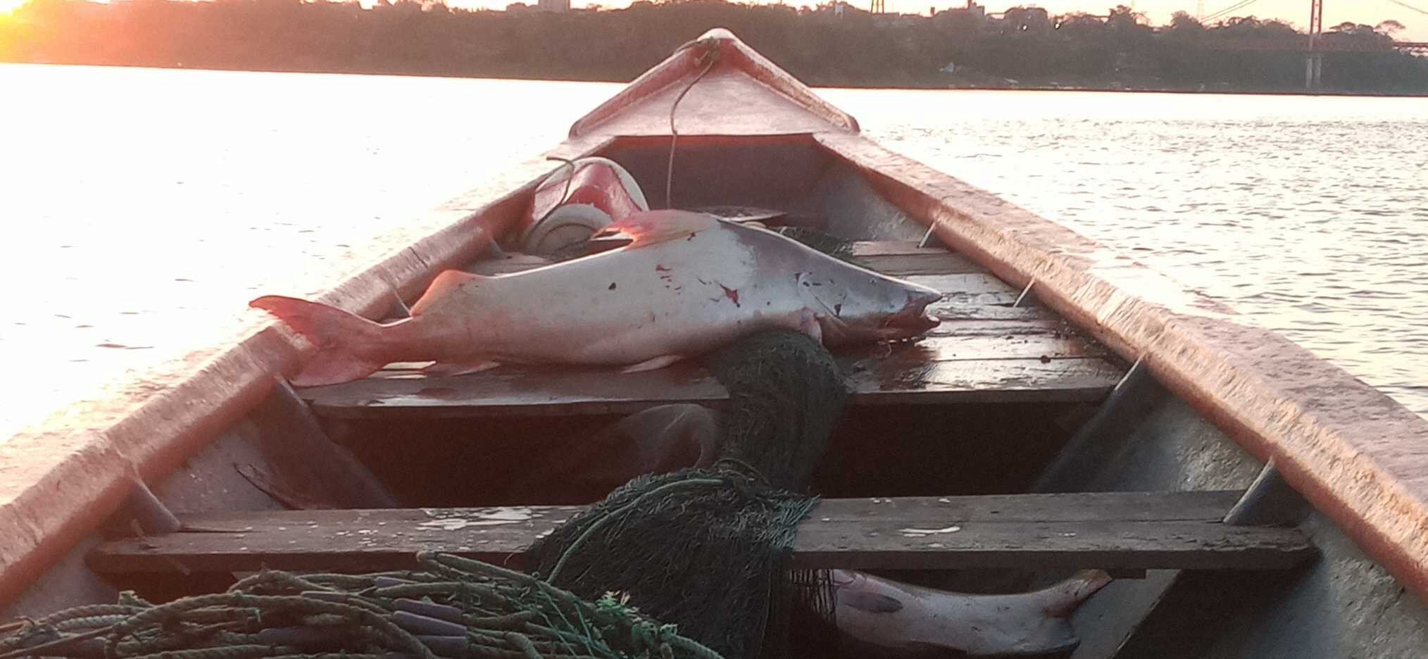 Ictio ultrapassa 100 mil observações 6 Conservando la Cuenca Amazónica Aguas Amazonicas