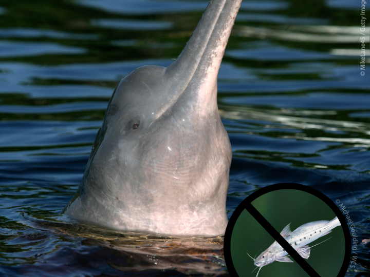 Delfines rosados cuentan con más medidas de protección