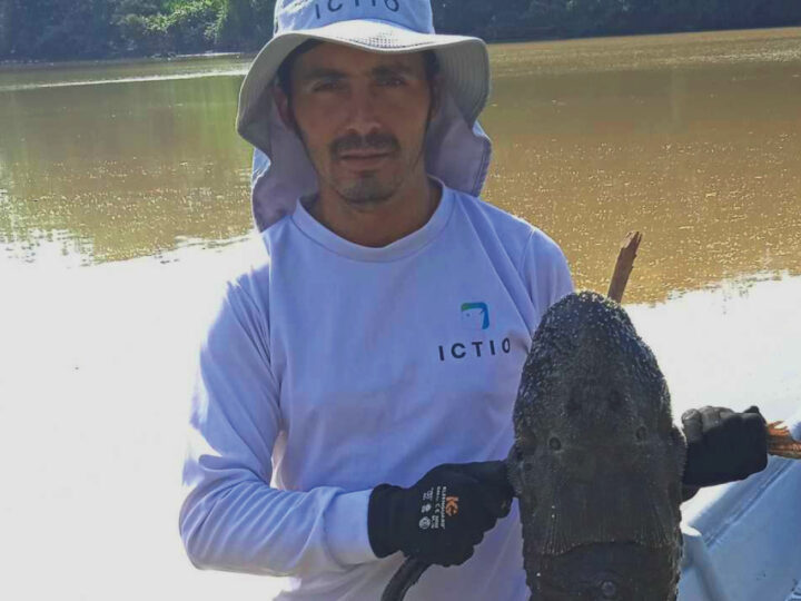 Una nueva especie de carachama se registra en el río Napo en Ecuador
