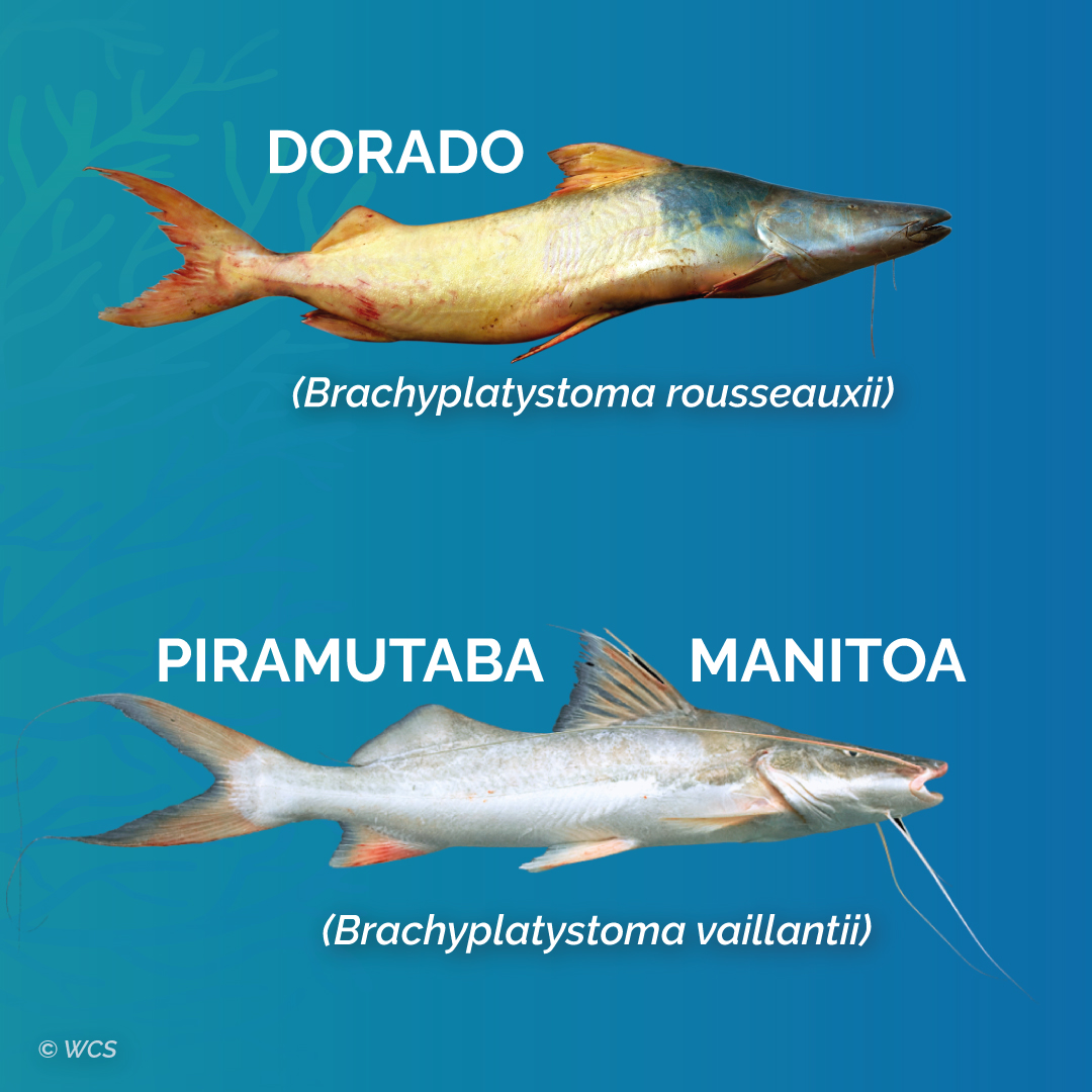 The dorado and piramutaba catfish become part of Appendix II of the Convention on Migratory Species. Image credit: WCS