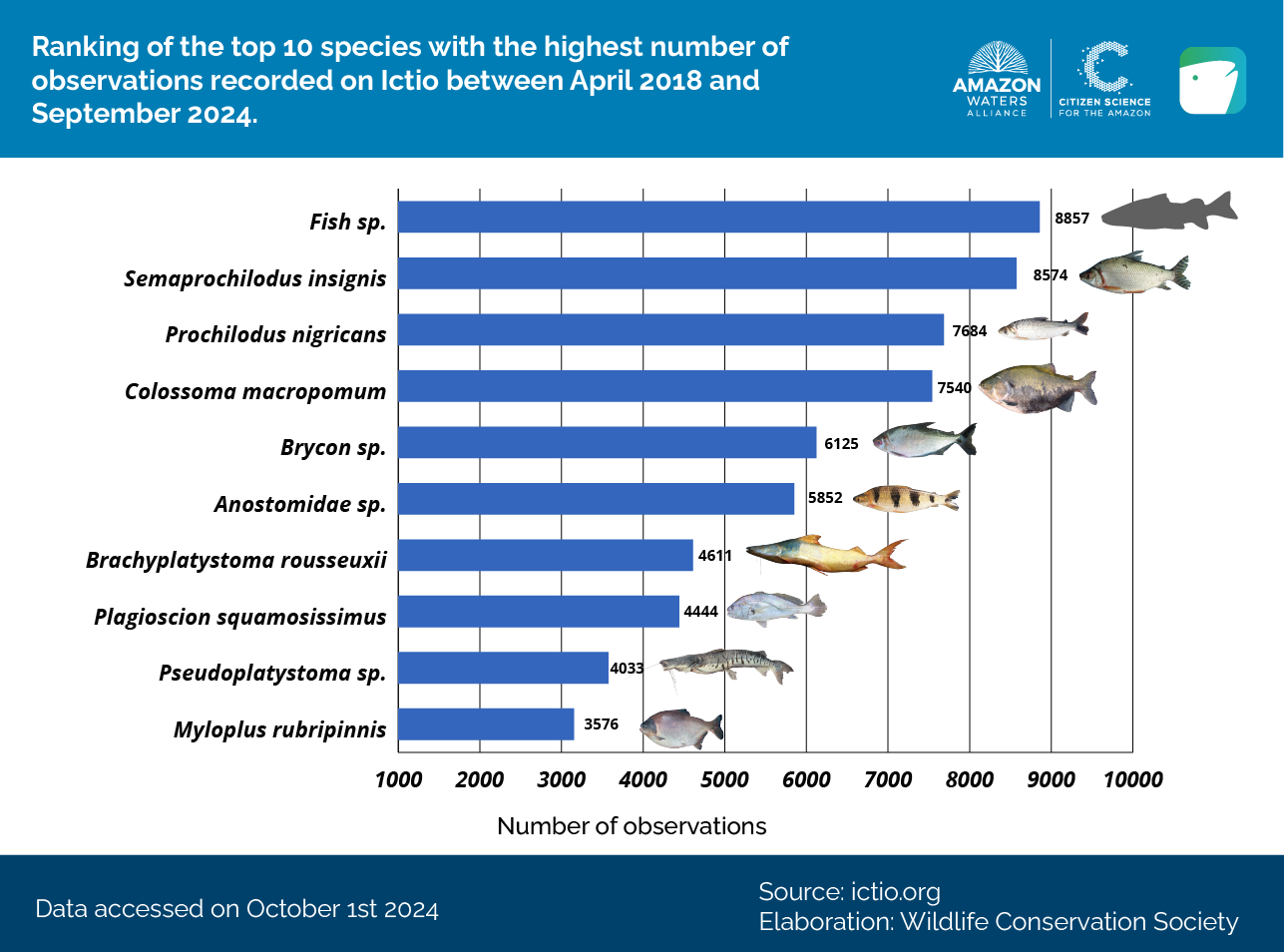 Ictio progresses: more records and new tools 4 Conservando la Cuenca Amazónica Aguas Amazonicas