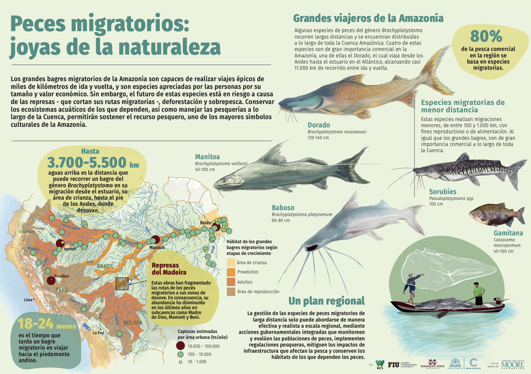 Conectividad acuática 5 Conservando la Cuenca Amazónica Aguas Amazonicas