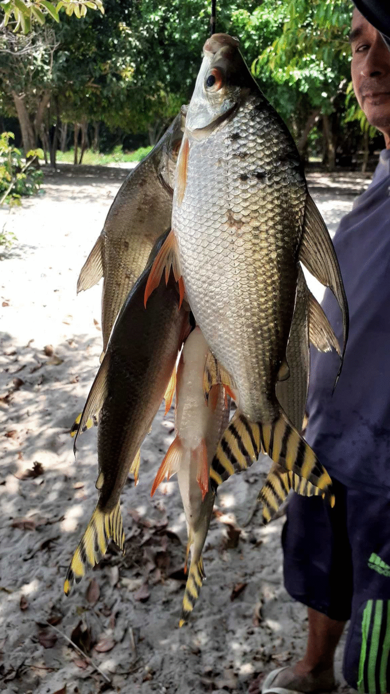 Ictio: crecen los registros ciudadanos de peces en la Amazonía 5 Conservando la Cuenca Amazónica Aguas Amazonicas