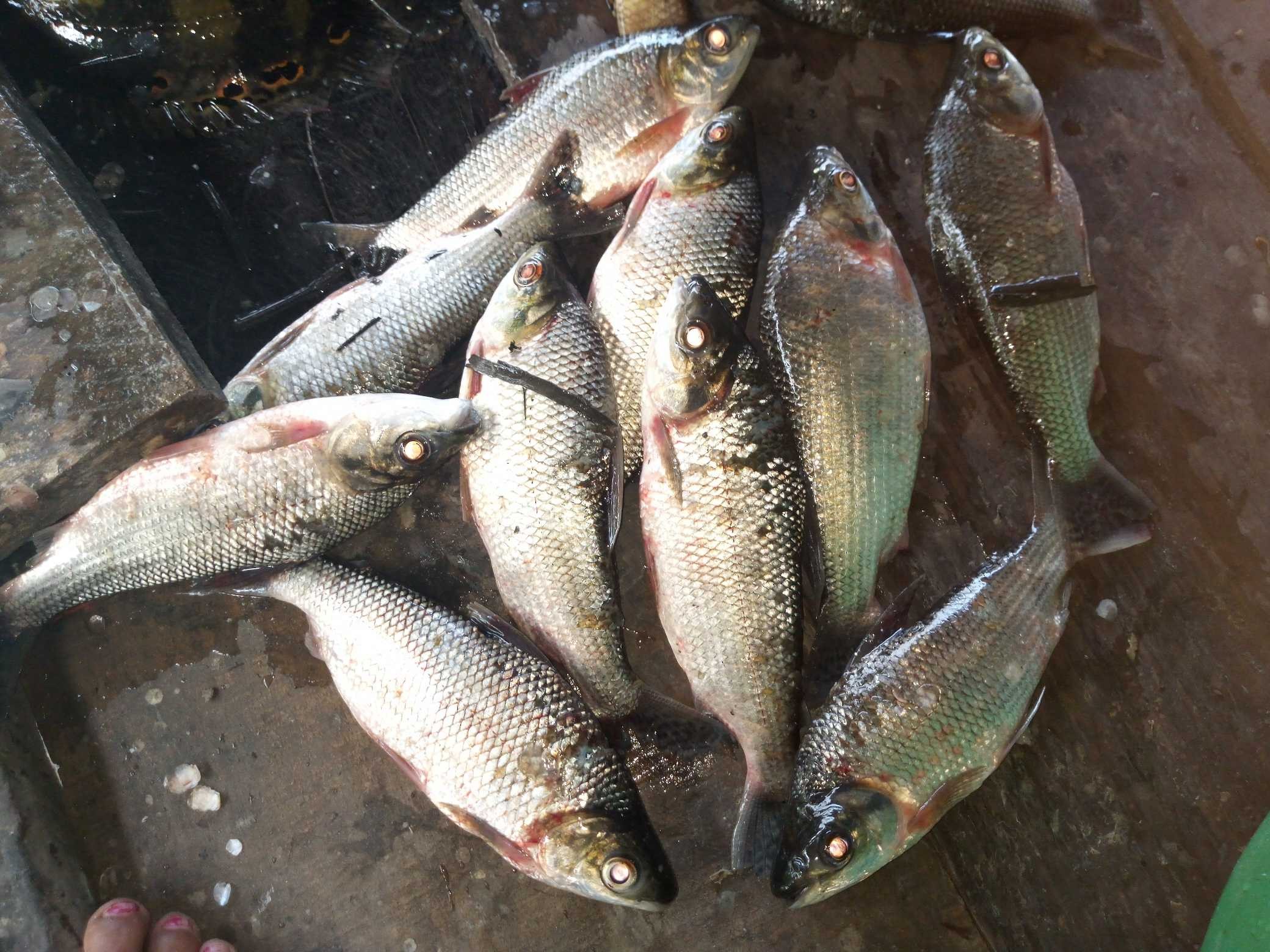 Ictio grows and connects the Amazon: key data for regional fisheries management 5 Conservando la Cuenca Amazónica Aguas Amazonicas