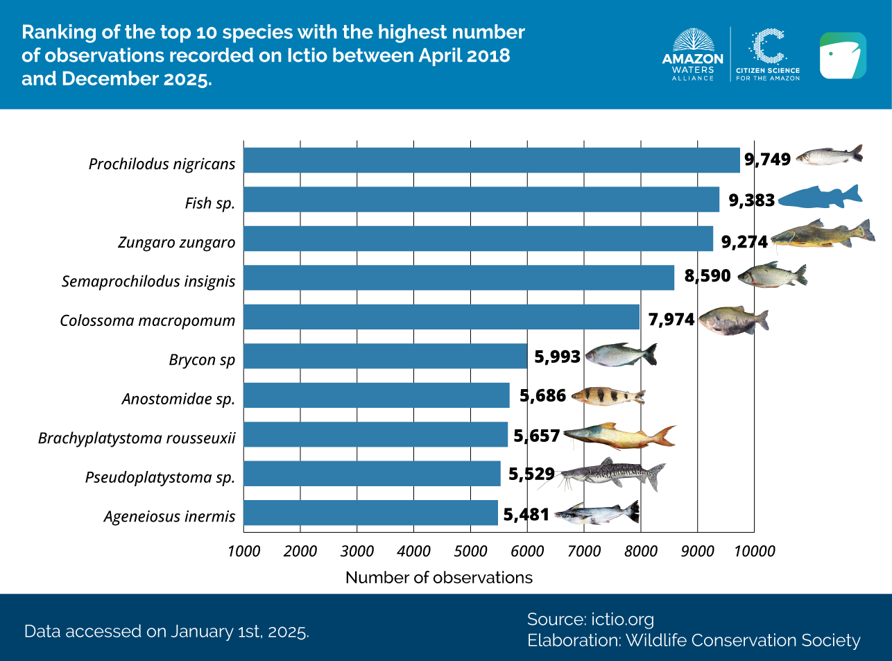 Ictio grows and connects the Amazon: key data for regional fisheries management 4 Conservando la Cuenca Amazónica Aguas Amazonicas