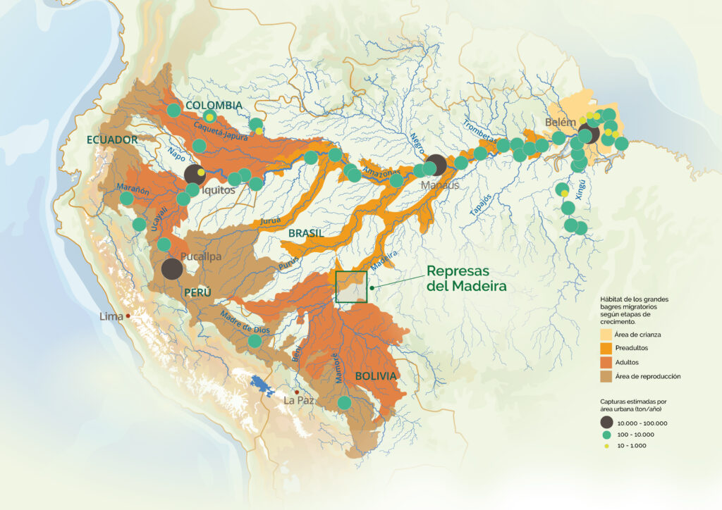 El viaje de los peces que une seis países 2 Conservando la Cuenca Amazónica Aguas Amazonicas
