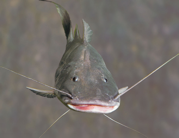 El viaje de los peces que une seis países