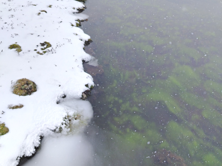 Peces de alta montaña revelan la salud de las fuentes de agua que abastecen a La Paz